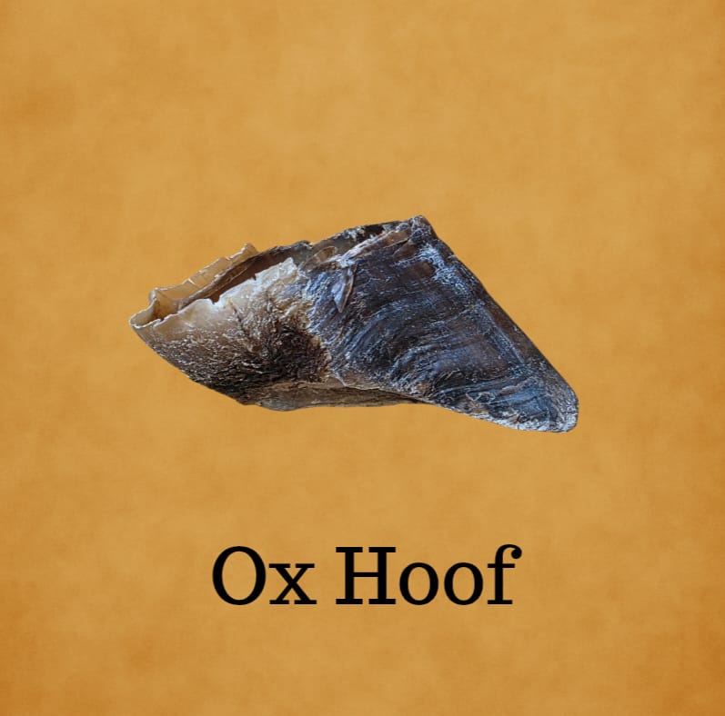 Ox Hoof