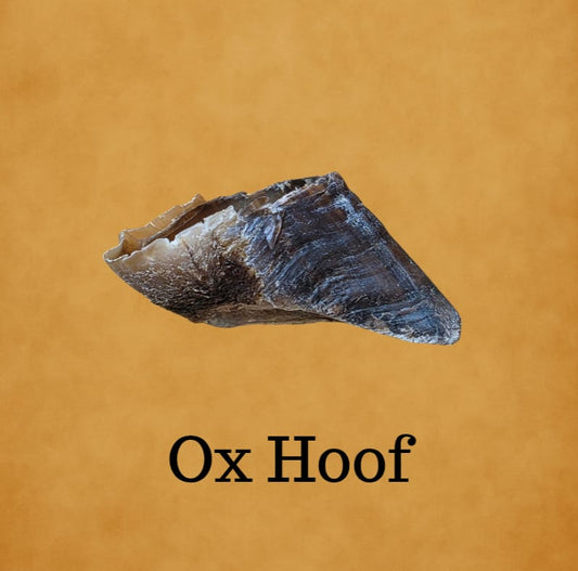 Ox Hoof